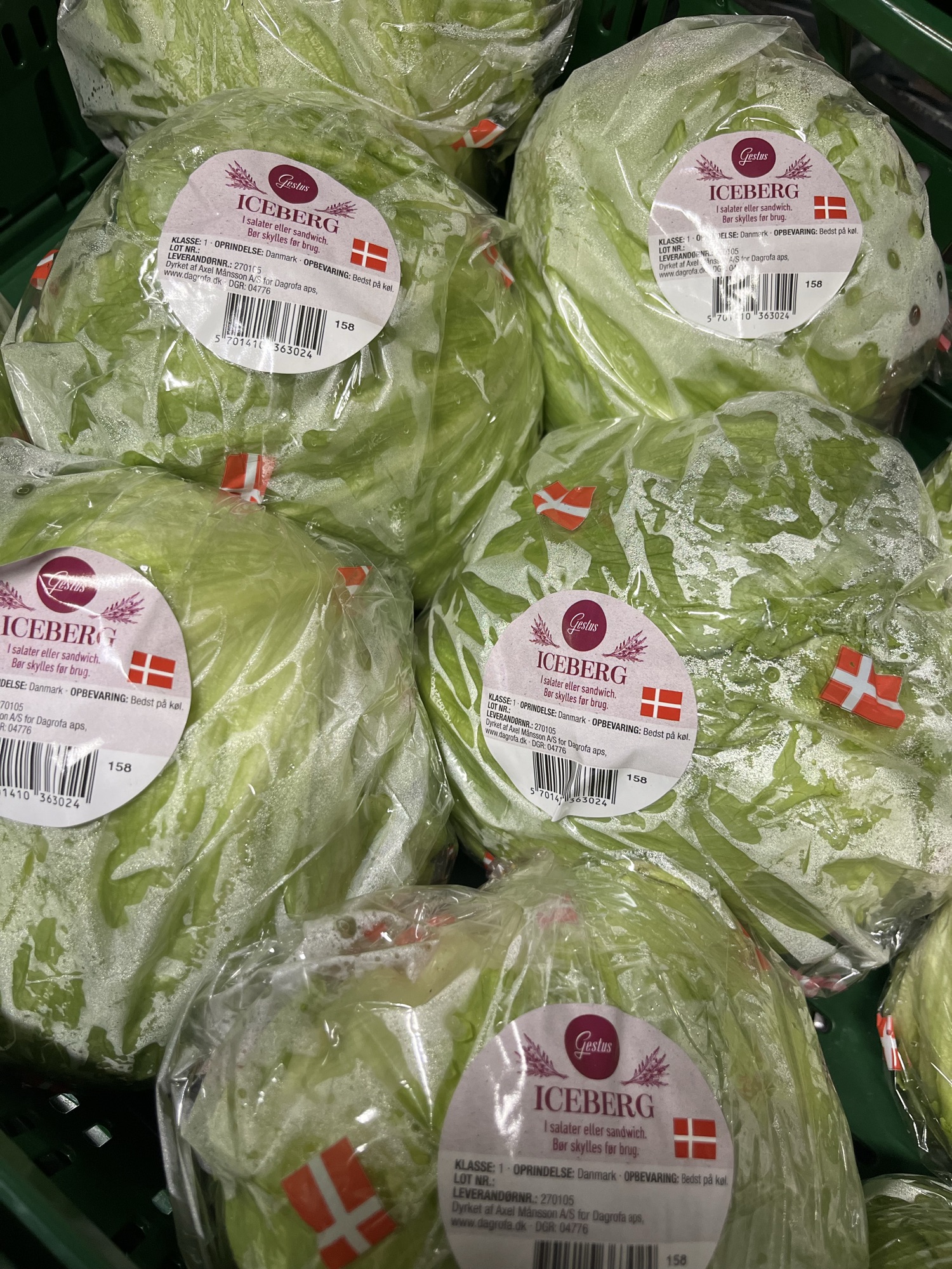 Iceberg