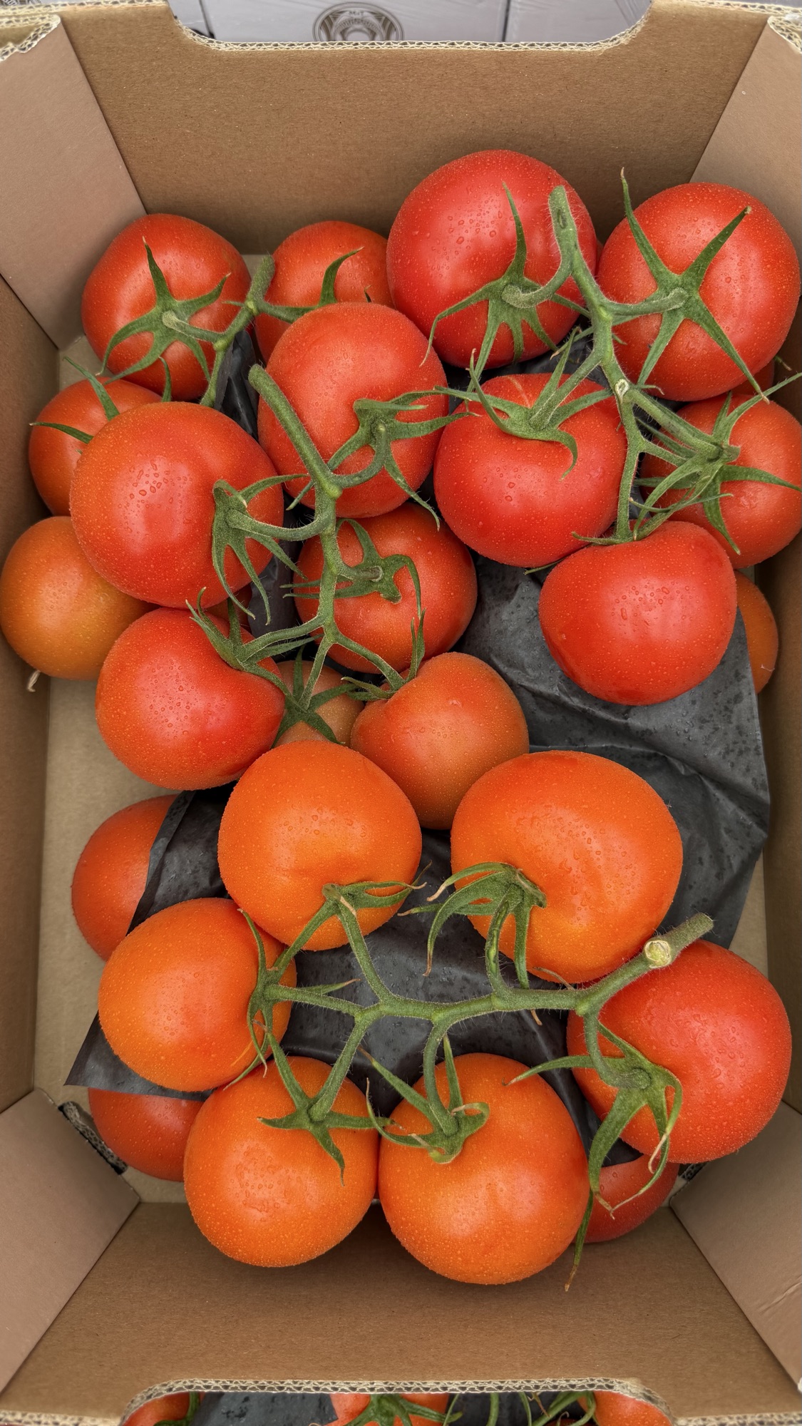 stilk tomater 5 kg