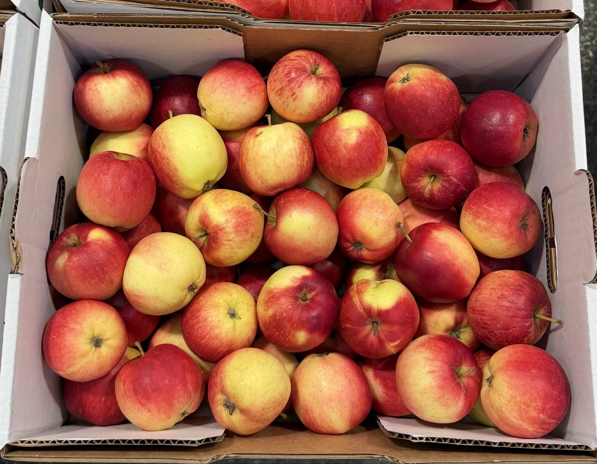DANSKE SUNRISE ÆBLER 5 KG