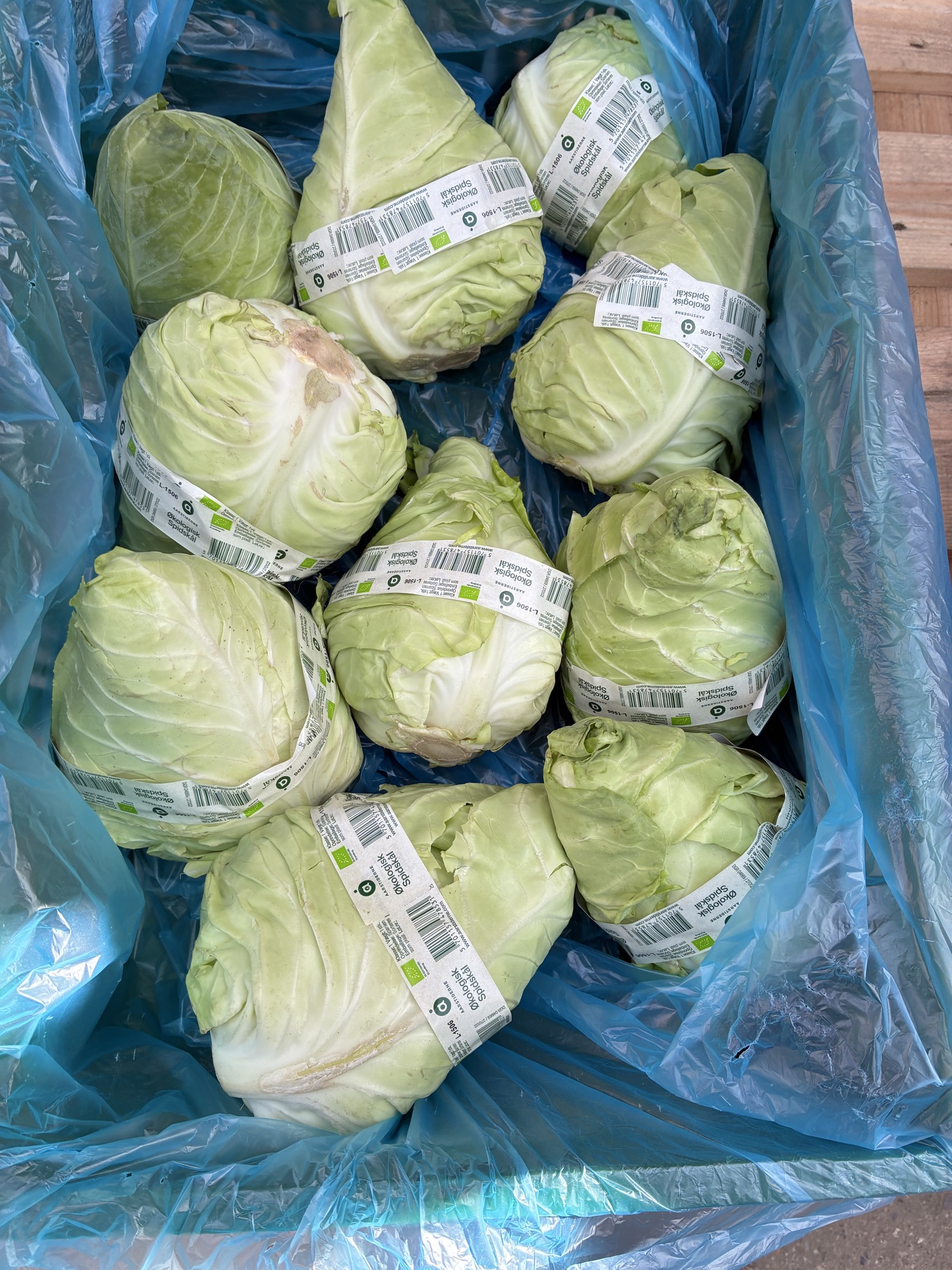 Aarstiderne spidskål