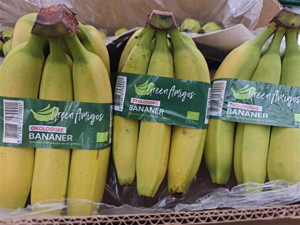 Økologiske bananer bundt m. 6stk.