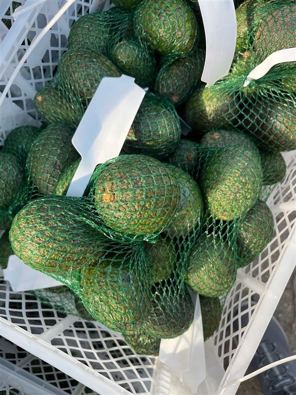 Avocado i net 500g.