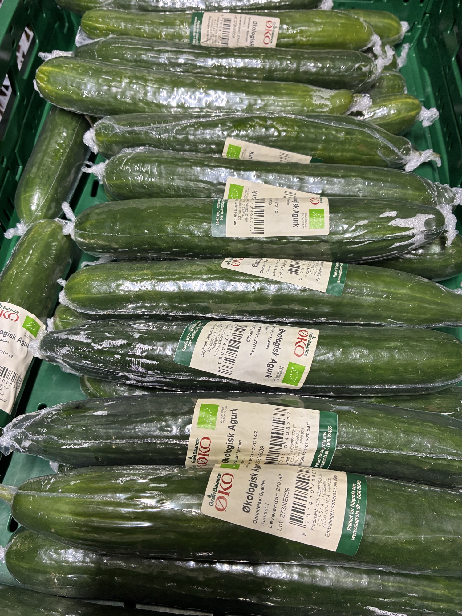 Øko agurk