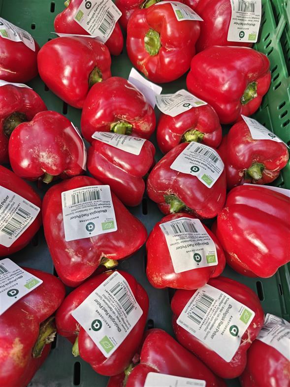 Aarstiderne rød peberfrugt